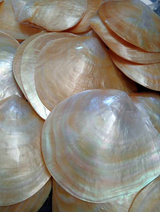 Parau / M.O.P Shells (Mother of Pearl Shell)